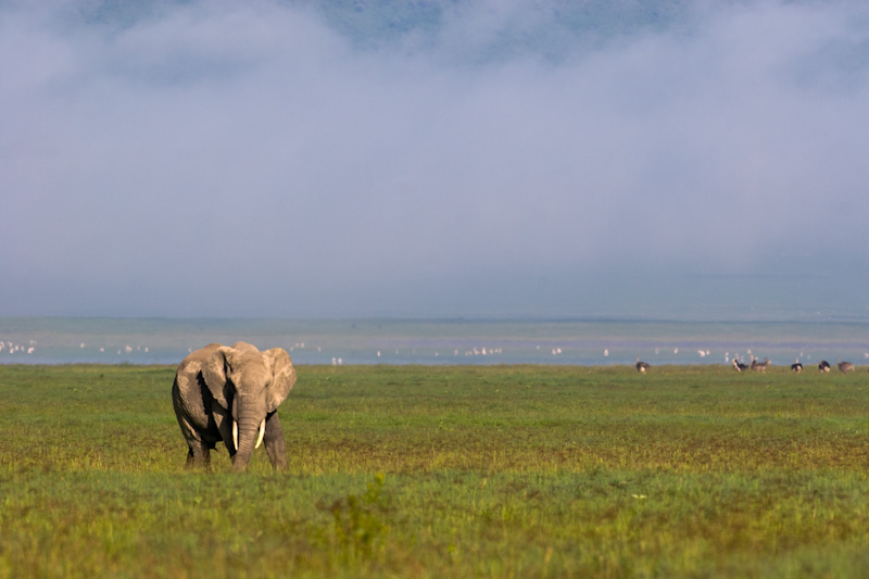 African Elephant